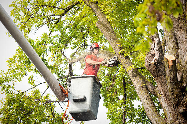 Best Storm Damage Tree Cleanup  in Taylor Creek, FL